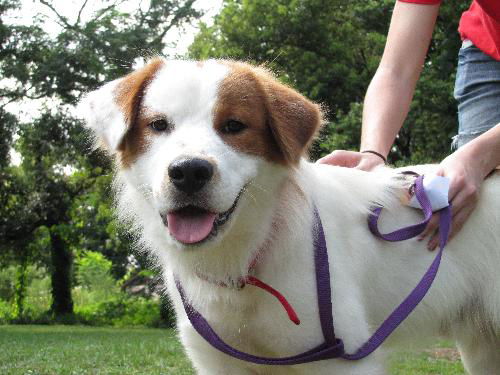 Enrique the Australian Shepherd