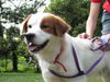 Enrique the Australian Shepherd