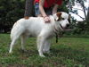 Enrique the Australian Shepherd