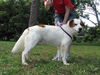 Enrique the Australian Shepherd
