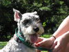 Pepper the Mini Schnauzer