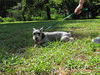 Pepper the Mini Schnauzer