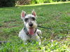 Pepper the Mini Schnauzer