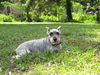 Pepper the Mini Schnauzer