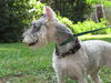 Pepper the Mini Schnauzer
