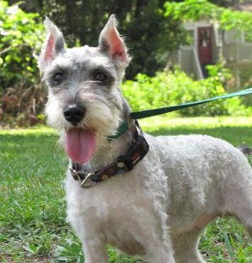 Pepper the Mini Schnauzer