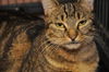 Penny the Truly Loving Kissing Cat (Video)