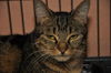 Penny the Truly Loving Kissing Cat (Video)
