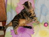 Penny the Truly Loving Kissing Cat (Video)