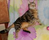 Penny the Truly Loving Kissing Cat (Video)