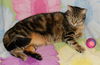 Penny the Truly Loving Kissing Cat (Video)