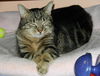 Penny the Truly Loving Kissing Cat (Video)