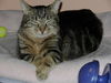 Penny the Truly Loving Kissing Cat (Video)