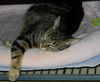 Penny the Truly Loving Kissing Cat (Video)