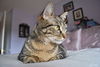 Penny the Truly Loving Kissing Cat (Video)
