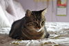 Penny the Truly Loving Kissing Cat (Video)