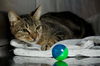 Penny the Truly Loving Kissing Cat (Video)
