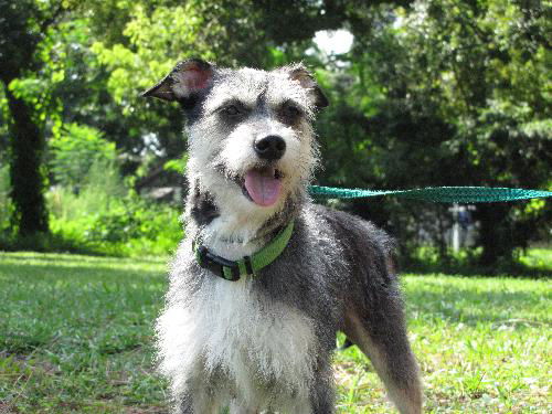 Zak the Schnauzer