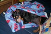 Nero the MinPin