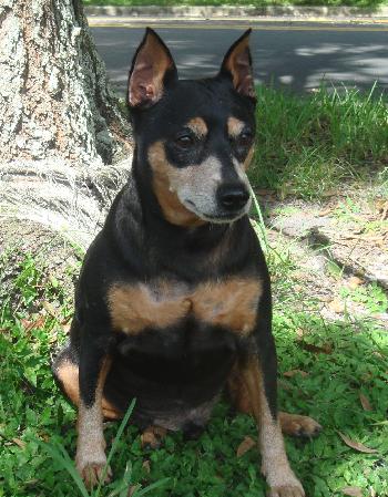 Nero the MinPin