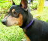 Nero the MinPin