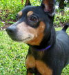 Nero the MinPin