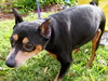 Nero the MinPin