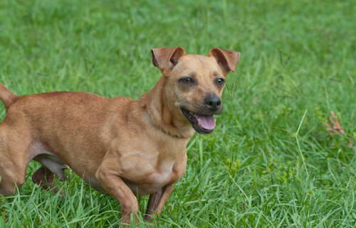 Flagger the Dachshund/JRT