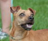 Flagger the Dachshund/JRT
