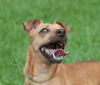 Flagger the Dachshund/JRT