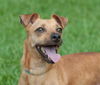 Flagger the Dachshund/JRT