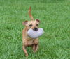 Flagger the Dachshund/JRT