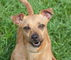 Flagger the Dachshund/JRT