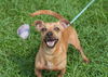 Flagger the Dachshund/JRT