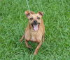 Flagger the Dachshund/JRT