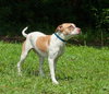 Rapunzel the Calm Terrier Puppy