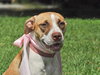 Rapunzel the Calm Terrier Puppy