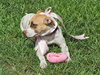 Rapunzel the Calm Terrier Puppy