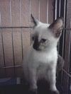 Halley the Siamese Kitten