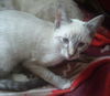 Gryphon the Lynx Point Siamese Kitten