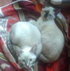 Gryphon the Lynx Point Siamese Kitten