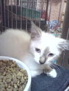Nova the Siamese Kitten