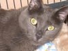 Sammi the De-Clawed Blue Lover Boy