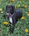 Donovan the Black Lab Puppy