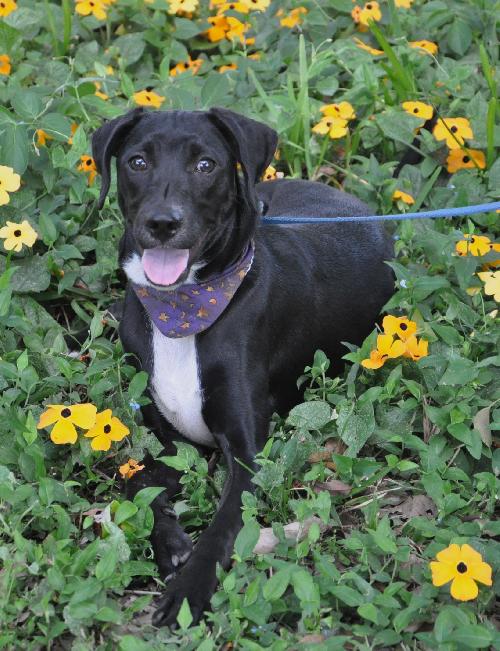 Donovan the Black Lab Puppy
