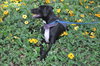 Donovan the Black Lab Puppy