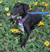 Donovan the Black Lab Puppy