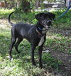 Donovan the Black Lab Puppy