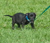 Donovan the Black Lab Puppy