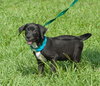 Donovan the Black Lab Puppy